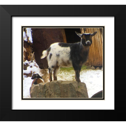 Two Goats Black Modern Wood Framed Art Print with Double Matting by Popcorn