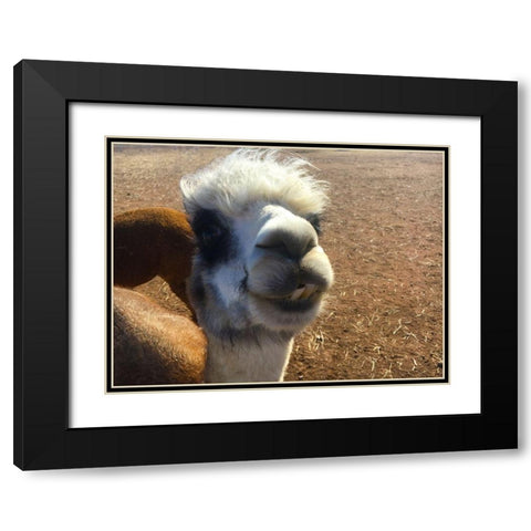 Alpaca I Black Modern Wood Framed Art Print with Double Matting by Popcorn