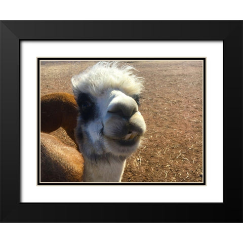Alpaca I Black Modern Wood Framed Art Print with Double Matting by Popcorn
