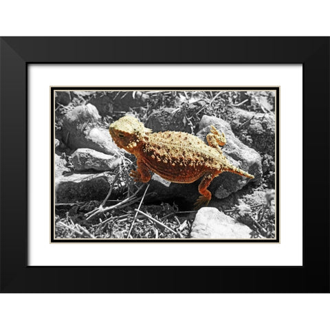 Horned Toad B-W b Black Modern Wood Framed Art Print with Double Matting by Popcorn