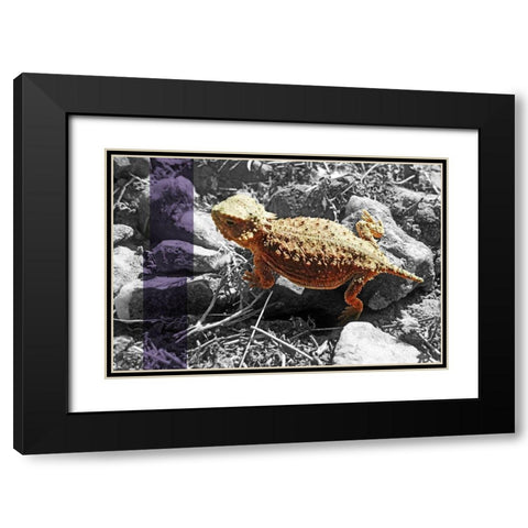 Horned Toad B-W Purple Stripe Black Modern Wood Framed Art Print with Double Matting by Popcorn