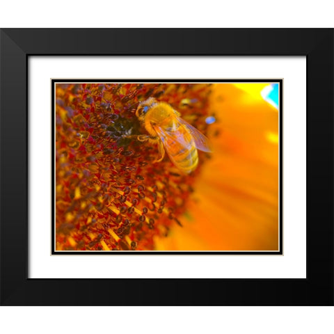 BeeOnSunflower1 Black Modern Wood Framed Art Print with Double Matting by Tenoever, William