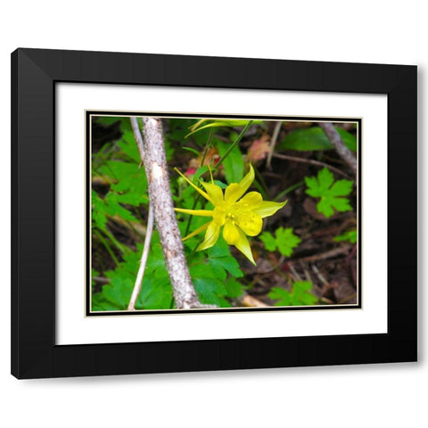 Columbine Black Modern Wood Framed Art Print with Double Matting by Popcorn