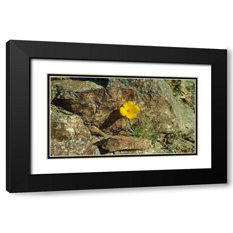 Poppies I Black Modern Wood Framed Art Print with Double Matting by Popcorn
