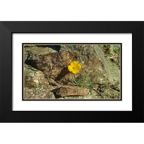 Poppies I Black Modern Wood Framed Art Print with Double Matting by Popcorn