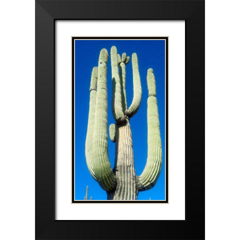 Saguaro 1 Black Modern Wood Framed Art Print with Double Matting by Popcorn