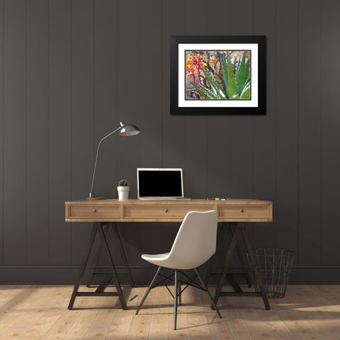 Rock Echeveria II W/ Agave Black Modern Wood Framed Art Print with Double Matting by Popcorn