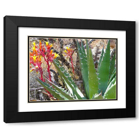 Rock Echeveria II W/ Agave Black Modern Wood Framed Art Print with Double Matting by Popcorn