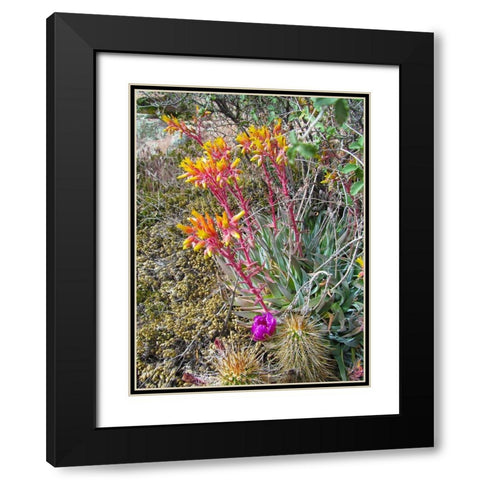 Rock Echeveria III W/ Hedgehog Cactus Black Modern Wood Framed Art Print with Double Matting by Popcorn