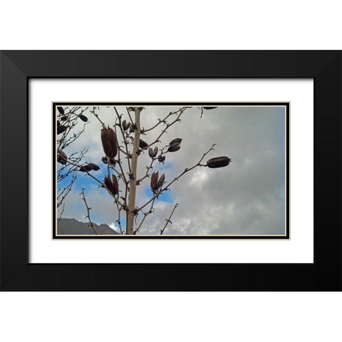 Yucca Pods Black Modern Wood Framed Art Print with Double Matting by Popcorn