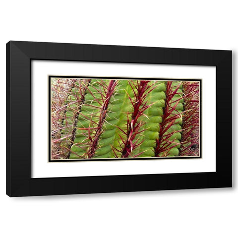 Barrel Cactus Black Modern Wood Framed Art Print with Double Matting by Popcorn