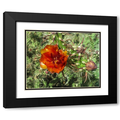 Cholla Bloom I Black Modern Wood Framed Art Print with Double Matting by Popcorn