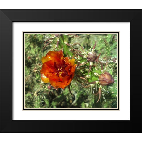 Cholla Bloom I Black Modern Wood Framed Art Print with Double Matting by Popcorn