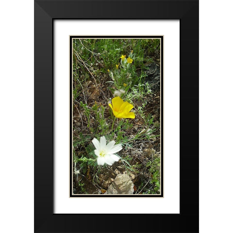 Wildflowers I Black Modern Wood Framed Art Print with Double Matting by Popcorn
