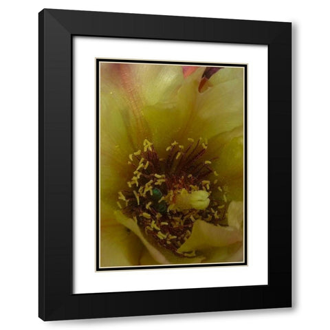 Cholla Bloom VI Black Modern Wood Framed Art Print with Double Matting by Popcorn