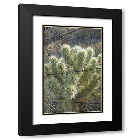 Teddy Bear Cholla Black Modern Wood Framed Art Print with Double Matting by Popcorn