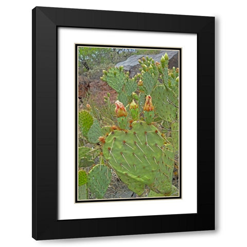 Prickly Pear I: Heart Black Modern Wood Framed Art Print with Double Matting by Popcorn