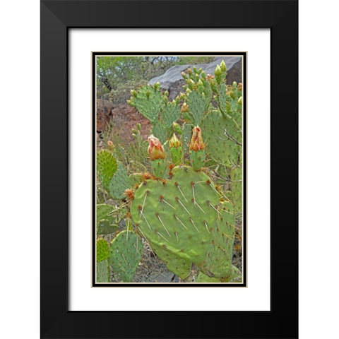 Prickly Pear I: Heart Black Modern Wood Framed Art Print with Double Matting by Popcorn