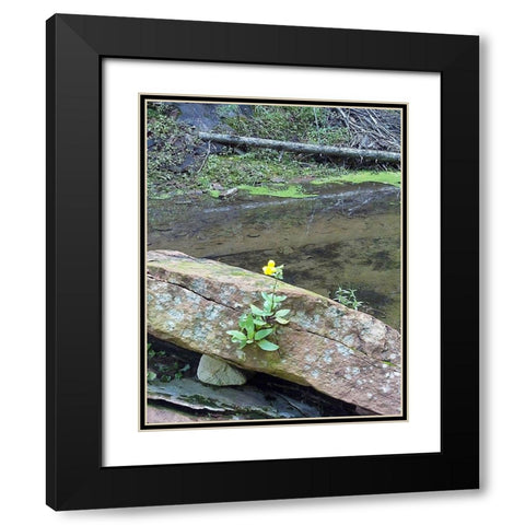 Yellow Flower Black Modern Wood Framed Art Print with Double Matting by Popcorn