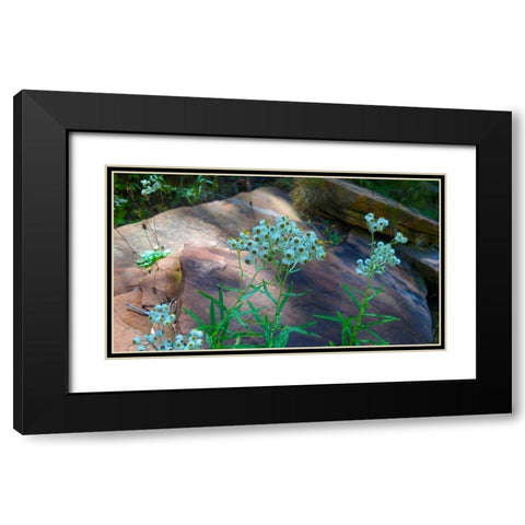 Pearly Everlasting Black Modern Wood Framed Art Print with Double Matting by Popcorn