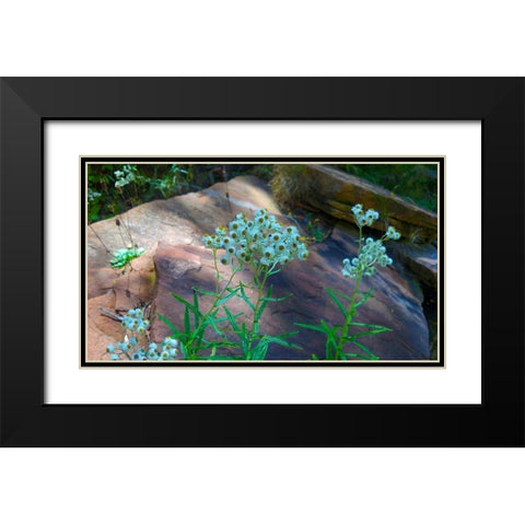 Pearly Everlasting Black Modern Wood Framed Art Print with Double Matting by Popcorn