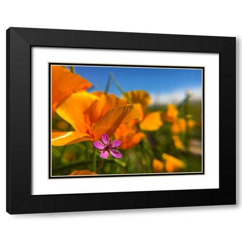 Wildflower II Black Modern Wood Framed Art Print with Double Matting by Popcorn
