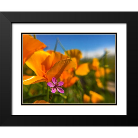 Wildflower II Black Modern Wood Framed Art Print with Double Matting by Popcorn