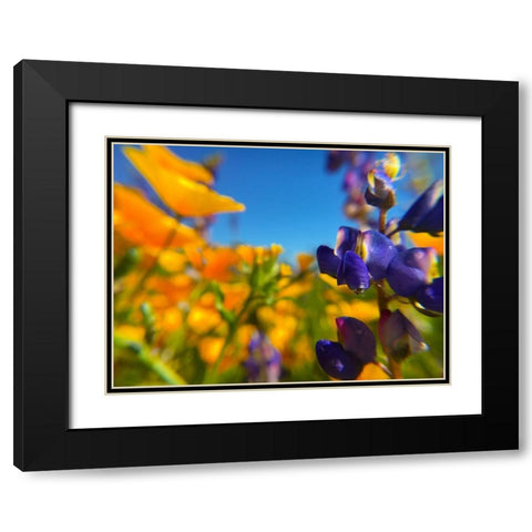 Wildflower III Black Modern Wood Framed Art Print with Double Matting by Popcorn