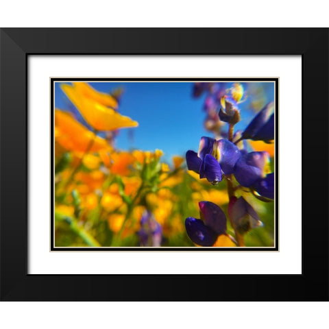 Wildflower III Black Modern Wood Framed Art Print with Double Matting by Popcorn