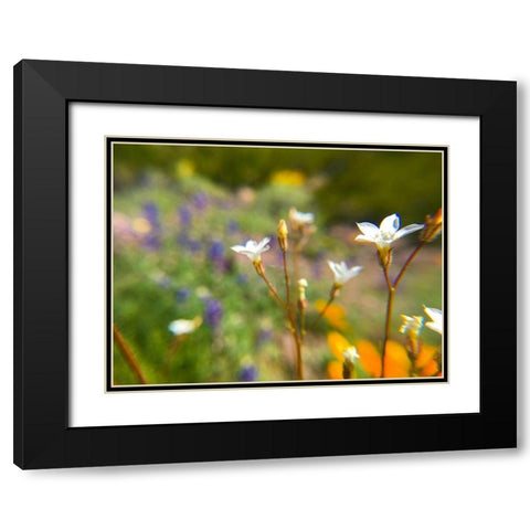 Wildflower IV Black Modern Wood Framed Art Print with Double Matting by Popcorn