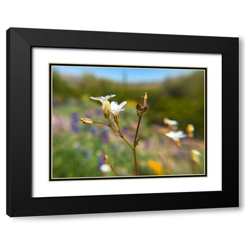 Wildflower V Black Modern Wood Framed Art Print with Double Matting by Popcorn