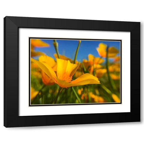 Wildflower VII Black Modern Wood Framed Art Print with Double Matting by Popcorn