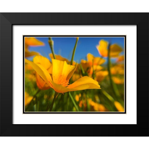 Wildflower VII Black Modern Wood Framed Art Print with Double Matting by Popcorn