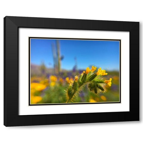 Wildflower VIII Black Modern Wood Framed Art Print with Double Matting by Popcorn