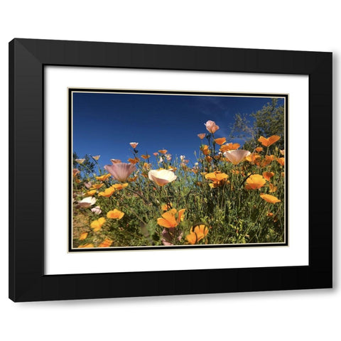 Wildflower X Black Modern Wood Framed Art Print with Double Matting by Popcorn