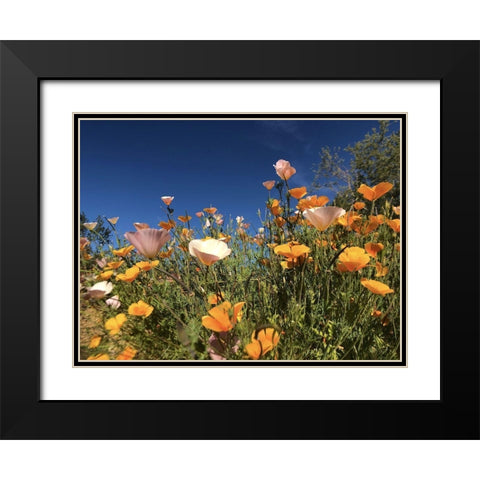 Wildflower X Black Modern Wood Framed Art Print with Double Matting by Popcorn