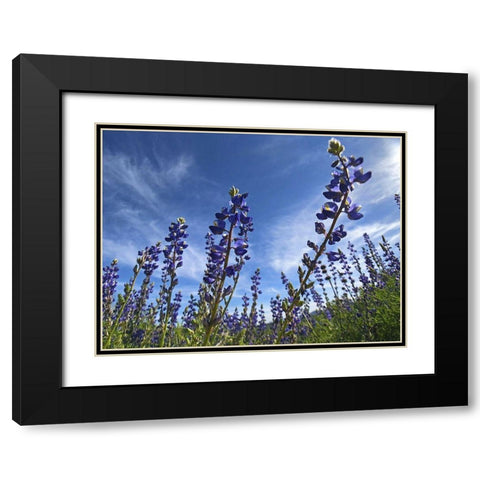 Wildflowers XI, Lupine Black Modern Wood Framed Art Print with Double Matting by Popcorn