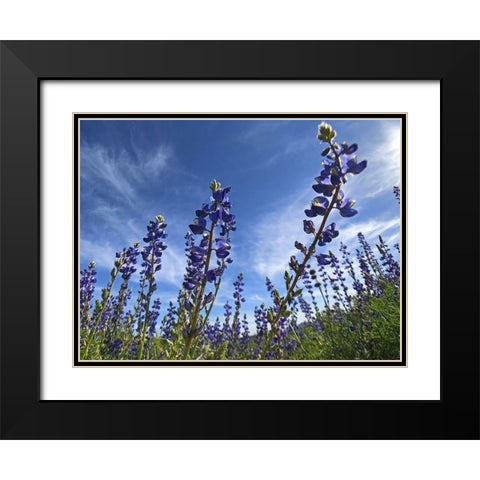 Wildflowers XI, Lupine Black Modern Wood Framed Art Print with Double Matting by Popcorn