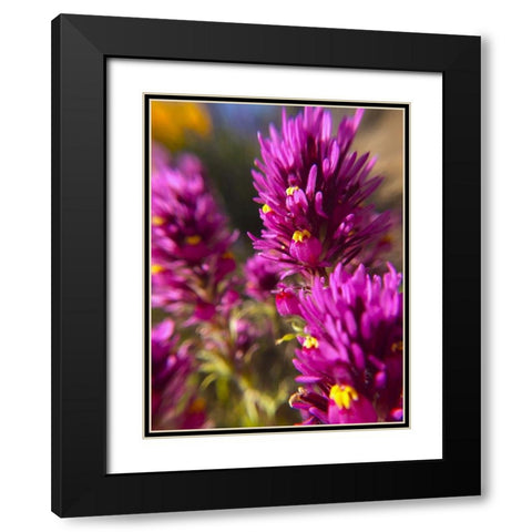 Owl Clover I Black Modern Wood Framed Art Print with Double Matting by Popcorn