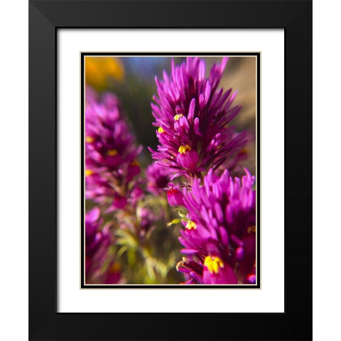 Owl Clover I Black Modern Wood Framed Art Print with Double Matting by Popcorn