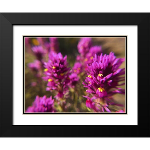 Owl Clover II Black Modern Wood Framed Art Print with Double Matting by Popcorn