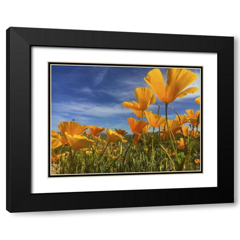 Wildflowers XII Black Modern Wood Framed Art Print with Double Matting by Popcorn