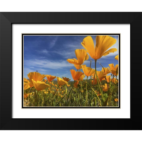 Wildflowers XII Black Modern Wood Framed Art Print with Double Matting by Popcorn
