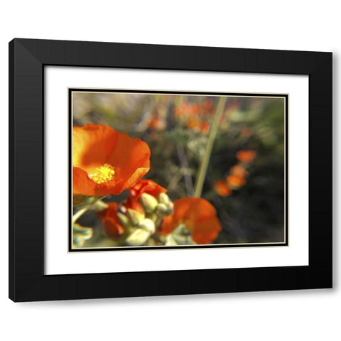 Wildflowers XIV Black Modern Wood Framed Art Print with Double Matting by Popcorn