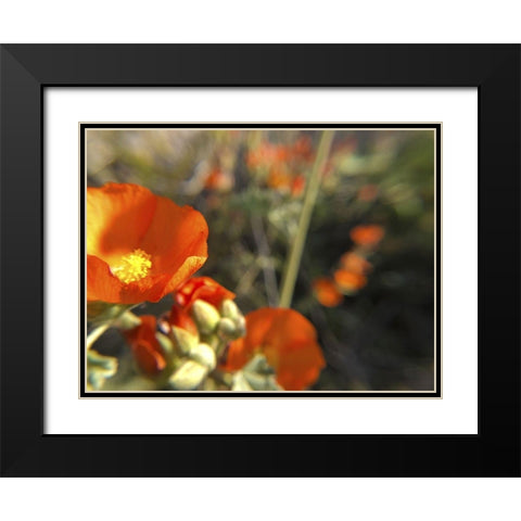 Wildflowers XIV Black Modern Wood Framed Art Print with Double Matting by Popcorn