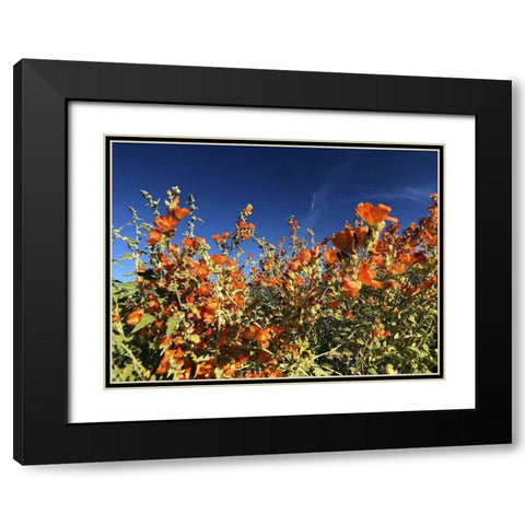 Wildflowers XV Black Modern Wood Framed Art Print with Double Matting by Popcorn