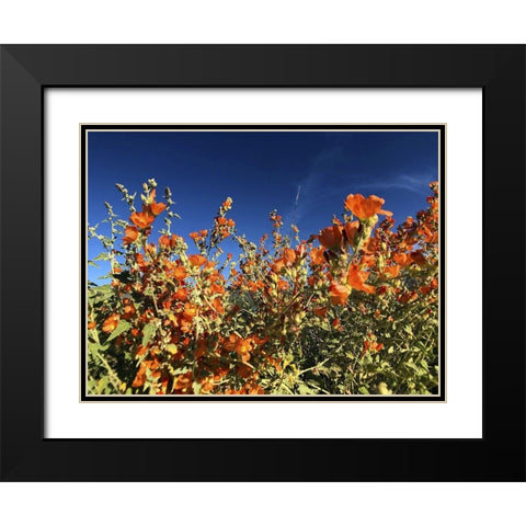 Wildflowers XV Black Modern Wood Framed Art Print with Double Matting by Popcorn
