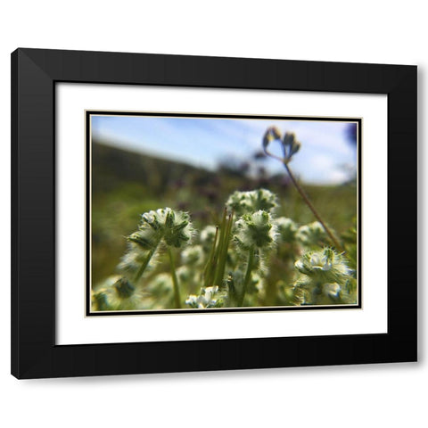 Wildflowers XVI Black Modern Wood Framed Art Print with Double Matting by Popcorn