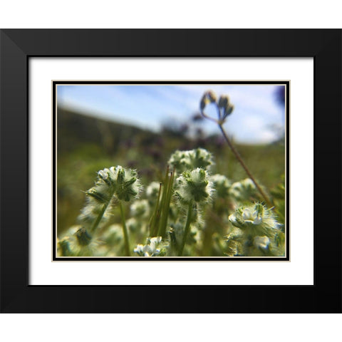 Wildflowers XVI Black Modern Wood Framed Art Print with Double Matting by Popcorn