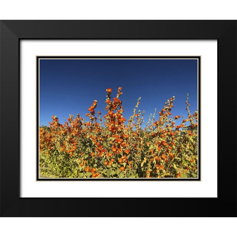 Wildflowers XXIII Black Modern Wood Framed Art Print with Double Matting by Popcorn